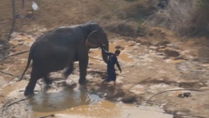PETA denuncia maltrato animal en campeonato de polo sobre elefante en Bangkok