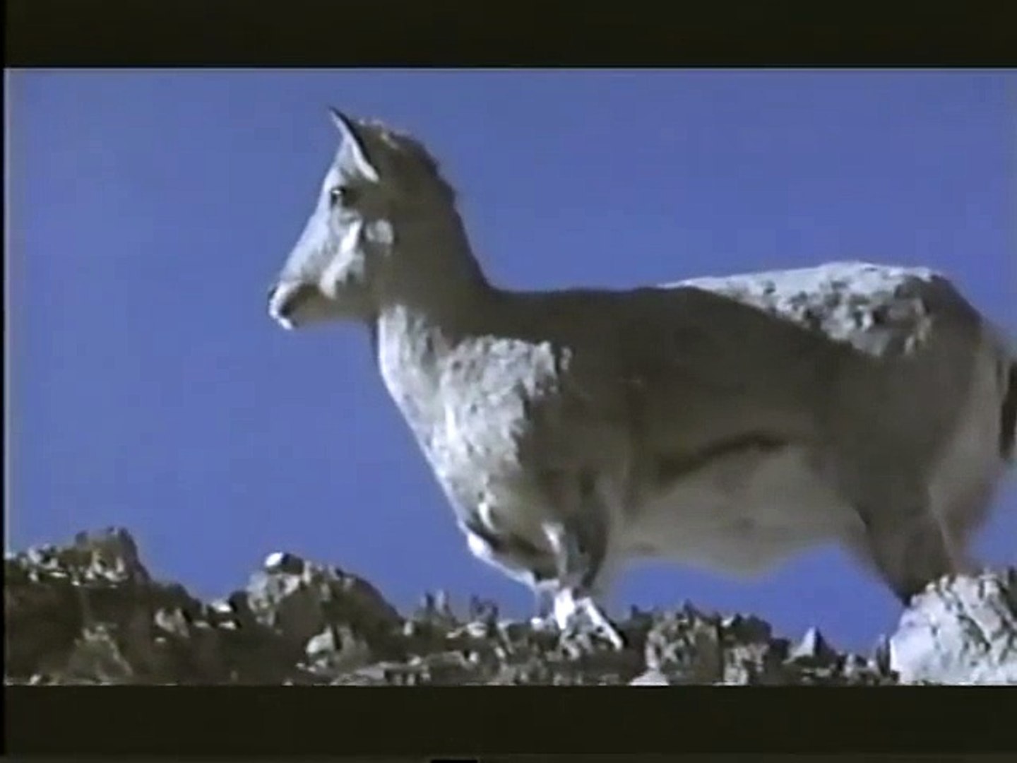 ⁣Animal Planet - Salvaje Himalaya (Wild Himalayas)