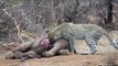 Leopard Eats Elephant At Kruger National Park In South Africa HD