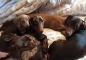 Blanket Lifted to Gradually Reveal Six Cute Puppies