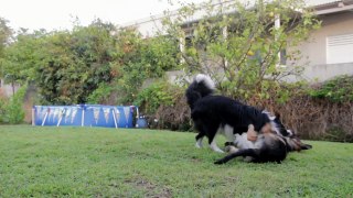 Dogs Playing Two Pets Canine Garden Animals