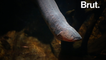 L'anguille électrique, ce monstre d'eau douce