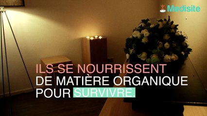 Les 5 choses qui surviennent après la fermeture du cercueil