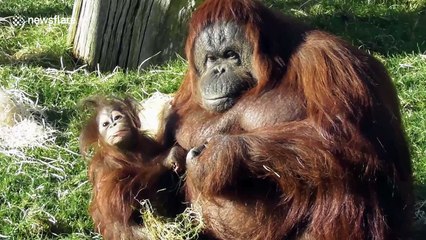 Celebrate Mother's Day with this compilation of lovable animal mums