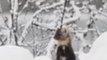 Pine Marten Peeks Out From Snow in Glacier Bay National Park