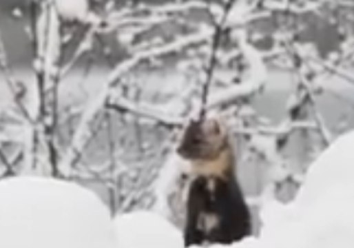 Pine Marten Peeks Out From Snow in Glacier Bay National Park