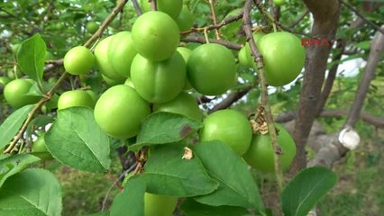 Mersin'de Yılın İlk Eriği Hasat Edildi