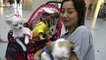 Cute Chihuahuas and a Shih Tzu meet at Thailand pet show