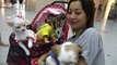 Cute Chihuahuas and a Shih Tzu meet at Thailand pet show