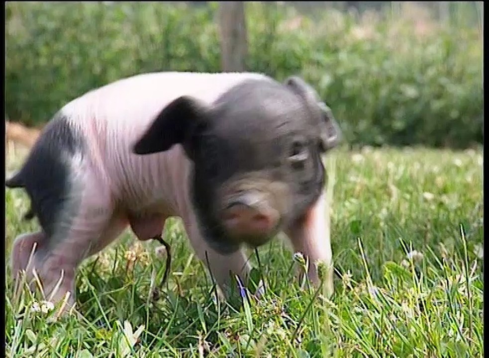 Le porc basque