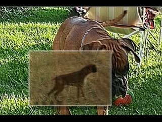 Boss des Cabotines du Vieux pré et compagnie