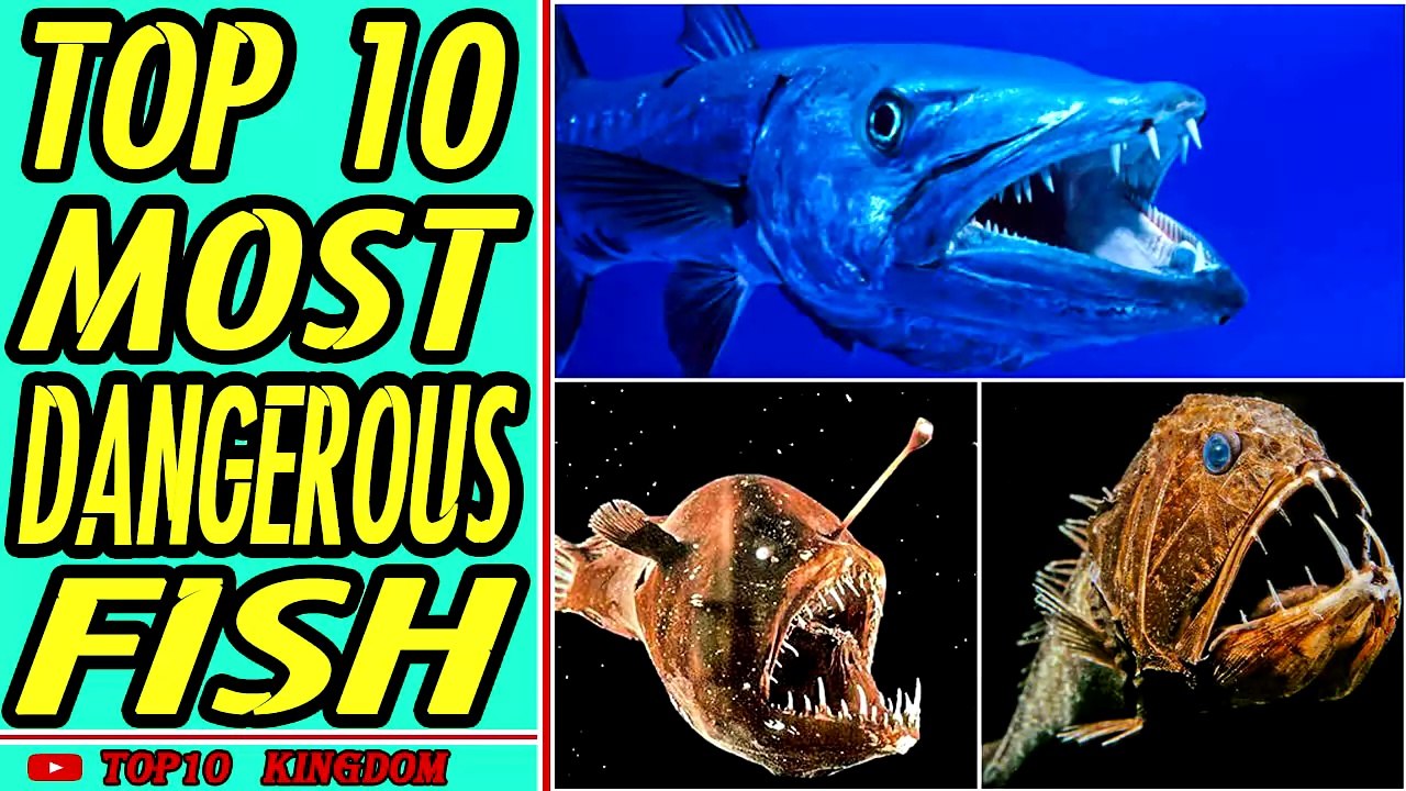 TOP 10 Most Dangerous Fish In The World