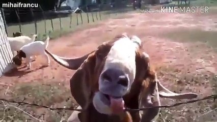 [MP4 360p] Whatsapp Funny Video  _ 2017 comedy _ Today's Viral Trending
