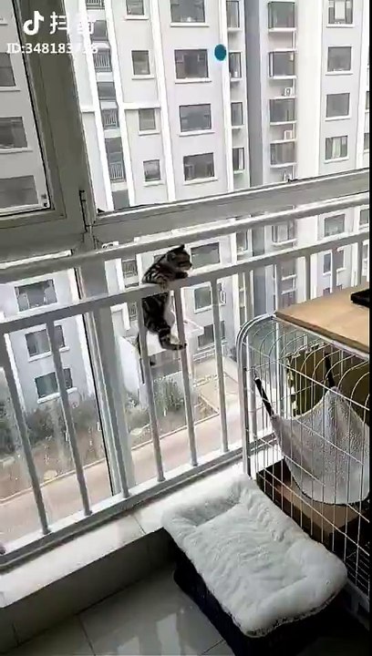 [FUNNY] Cats "Help"