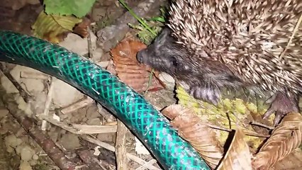 Co stao sie z gniazdem jezy%3F%21%3F%21%3F%21%3F