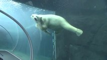 The new facility for polar bears, unveiled to the press at Sapporo Maruyama Zoo (Mar.8 2018)