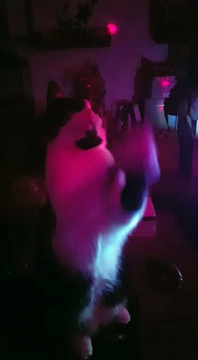 Flocke sagt bitte bitte