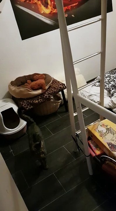 Katze geht Leiter hoch