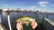 Bass Fishing the Boat Docks with Beetle Spin