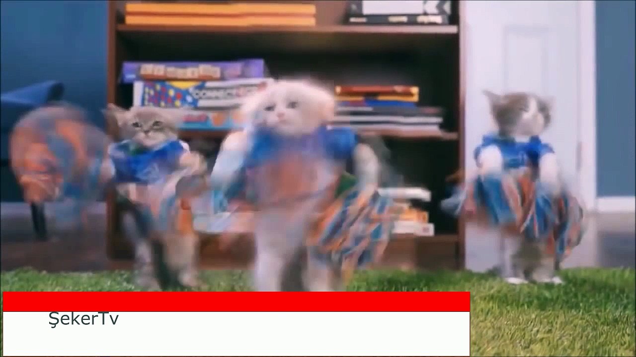 Bu kediler çocuklardan beter