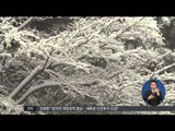 [14/12/04 정오뉴스] 서해안 나흘째 눈 '펑펑'…제주 산간·전북 대설 특보