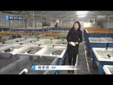 [15/02/01 뉴스데스크] '1kg 300만원' 부르는 게 값 '해마'…대규모 양식사업 시작