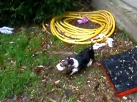 LES BEBES DE SWAN A 6 SEMAINES PRESQUE