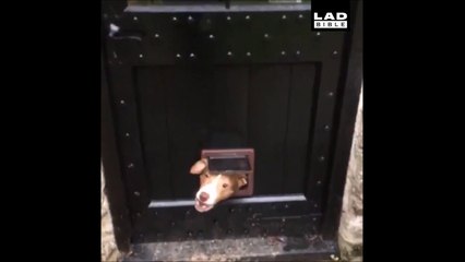 Ce chien est plus efficace qu'une alarme