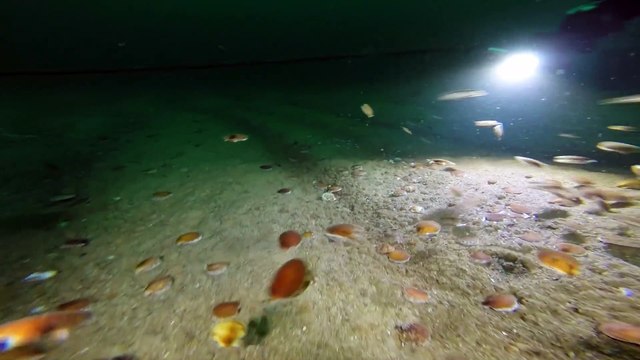 Quand des centaines de coquilles Saint-Jacques se mettent à s'agiter dans tout les sens au passage de plongeurs