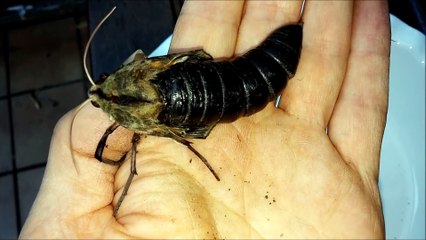 Il filme la sortie d'un papillon de nuit géant de son cocon : impressionnant!