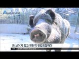 [15/12/17 뉴스데스크] 서울 멧돼지 출몰 '두 배 증가' 대처법은?