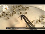 [16/04/30 뉴스투데이] '지카 매개' 흰줄숲모기 국내 첫 발견, 주의 당부