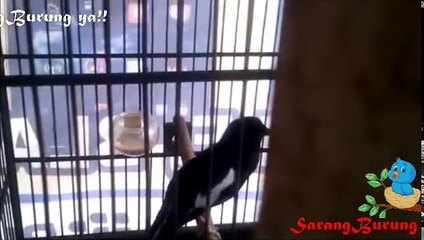 kicau burung kacer dada hitam tembakan jenggot