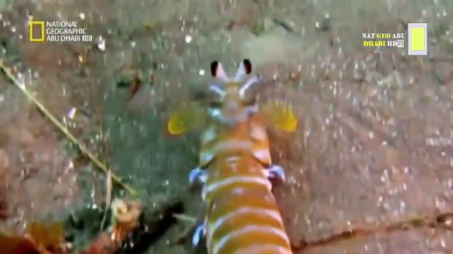 نادي قتال الحيوانات HD | حرب العصابات | ناشيونال جيوغرافيك ابوظبي