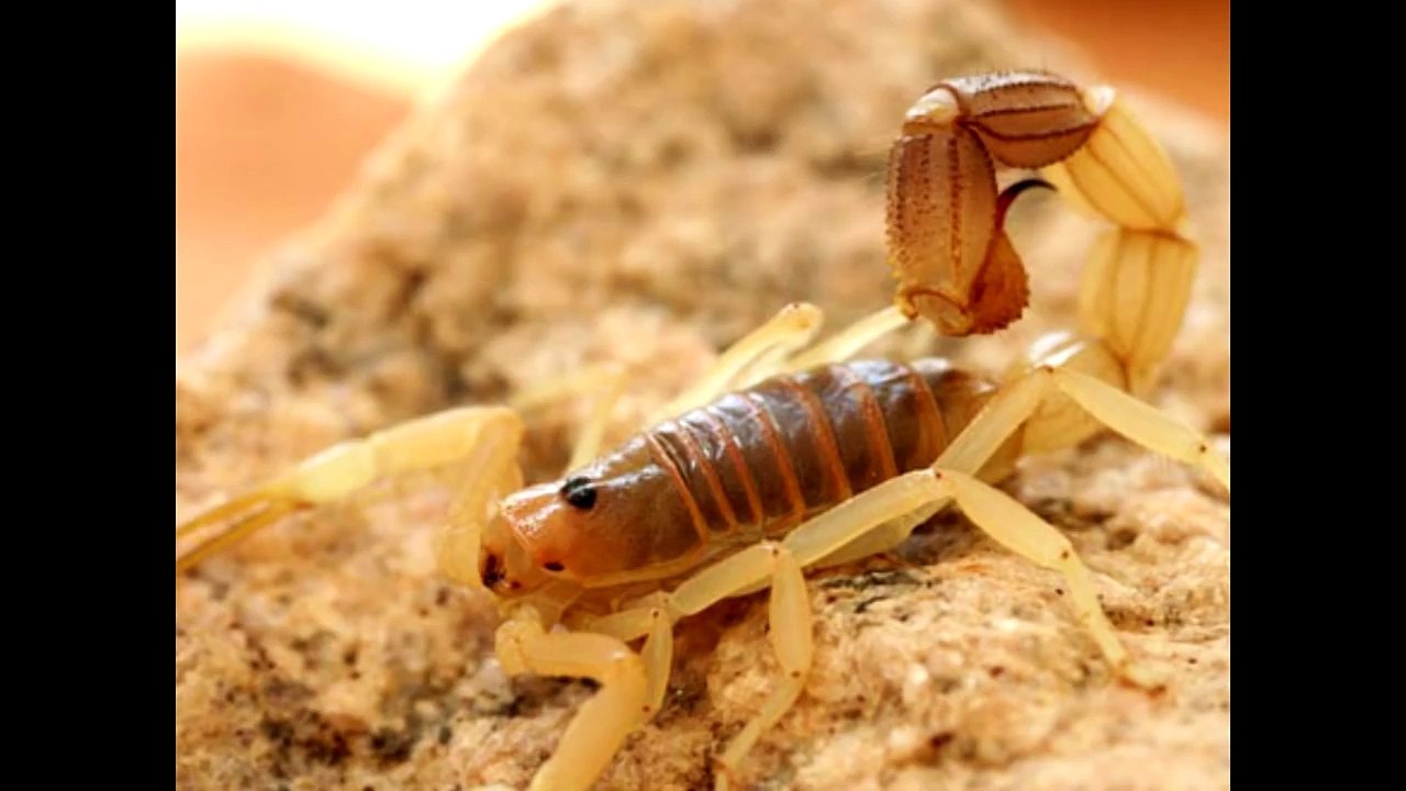 صنعت مصيدة للعقرب !!!! شاهد النتيجة#تجارب-فيصل-باطهف