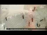 [16/08/29 뉴스투데이] 싱가포르 '지카' 바이러스 무더기 감염, 동남아 비상