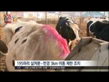 [17/02/06 뉴스투데이] 충북 보은군 젖소농장 구제역 확진, 