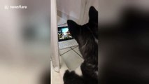 Siberian husky fascinated by birds chirping on laptop