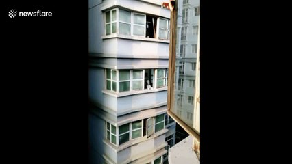 Hilarious husky pops head out of window to reply to a man’s howl