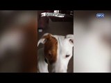 Sağır Olduğu İçin Sürekli Aile Değiştiren Sağır Köpek İvor'a İşaret Dili Öğreten Güzel İnsan
