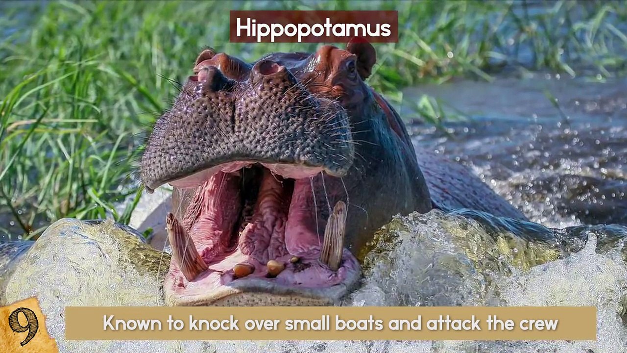 WORST Animal Bites Ever! - video Dailymotion