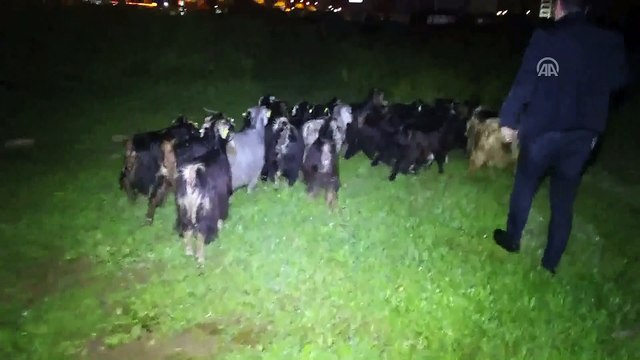 Çoban uyuyunca küçükbaş hayvan sürüsü şehre indi - ADANA