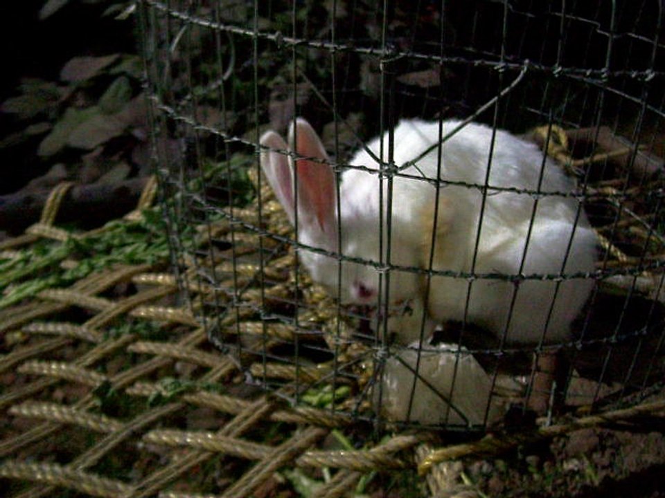 White Rabbit and Mouse for Sale in Kolaghat India