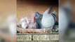Baby fancy pigeons cages & breeding fancy pigeobs ( birds )