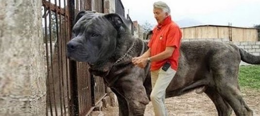 Funny Dogs and Cats With Signature Moves _ The Dodo Best Of