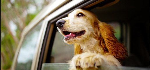 Lion dance, dog-themed stamp highlight lunar fest in New Jersey