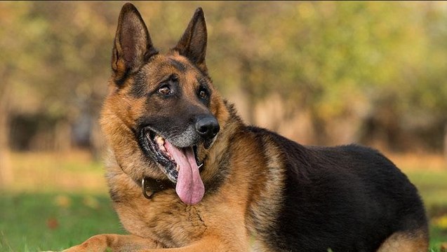 Meet the Barbet - Crufts' newest dog _ Crufts 2018