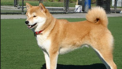 WIENER 500 - Wiener Dogs in Racing Cars