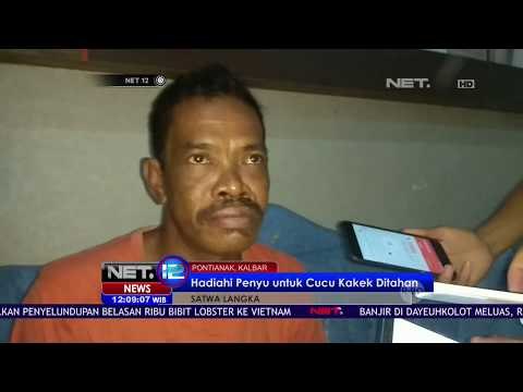 Hadiahi Penyu untuk Cucu, Seorang Kakek Ditahan - NET12