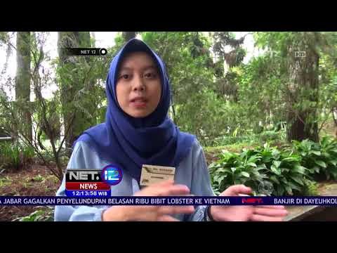 Pengawasan Ketat Kebun Binatang Bandung Pasca Kejadian Orangutan Merokok - NET12